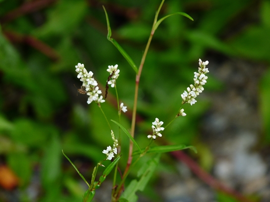 {Persicaria hydropiperoides}
